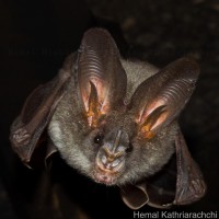 Megadermatidae